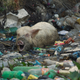 Photo credit: AP